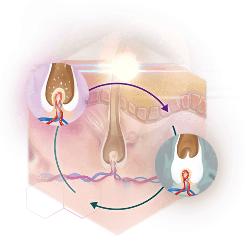 groth cycles hair information graphic